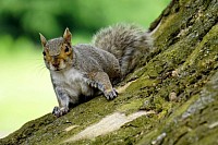 Squirrel Pest Control